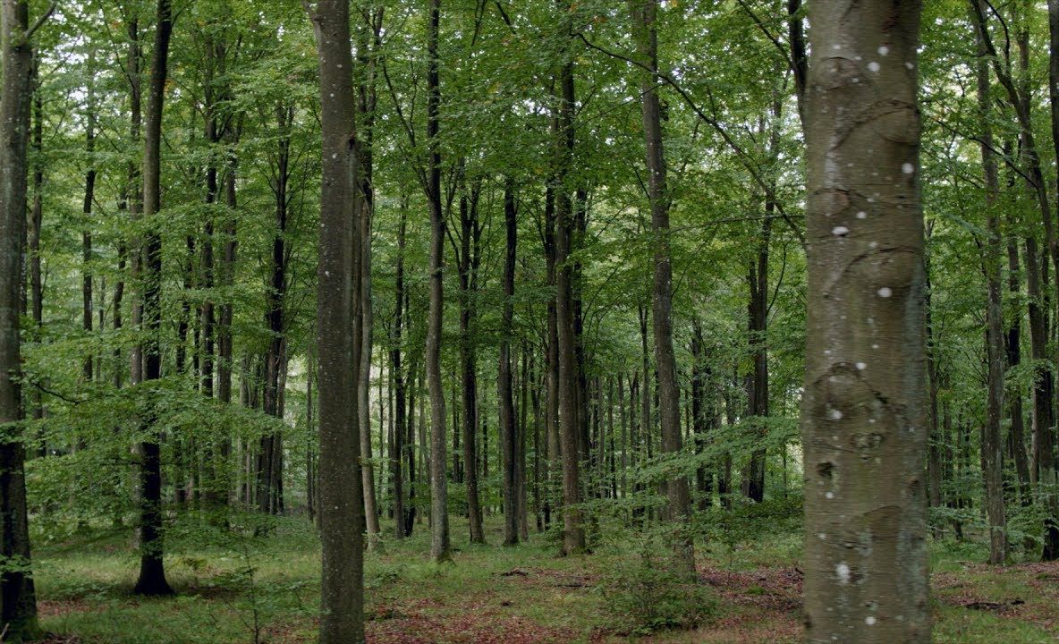 Bistrițenii sunt chemați în stradă pentru a participa la Marșul pentru păduri