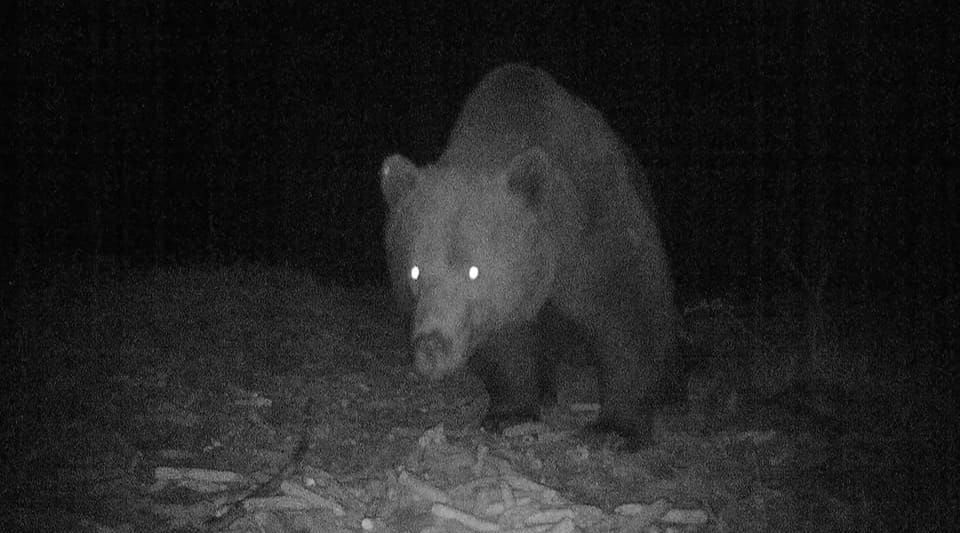 Un urs a dat târcoale gospodăriilor de pe raza localității Cușma din Bistrița-Năsăud