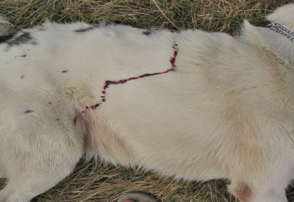 Bărbat din Bistrița-Năsăud, trimis în judecată fiindcă a împușcat un câine