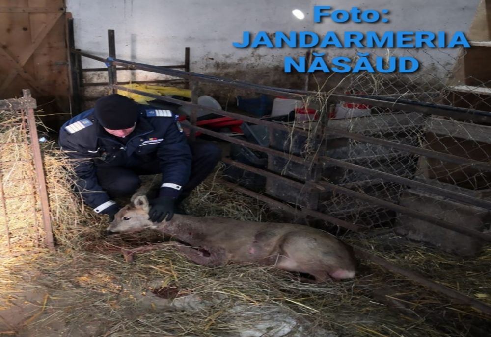 Pui de căprioară, rănit grav de un câine agresiv la Năsăud! Jandarmii au intervenit pentru salvarea acestuia