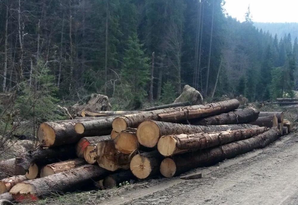 Firmă de exploatarea lemnului din Bistrița-Năsăud, amendată cu câteva mii de lei! Polițiștii au confiscat și câțva zeci de metri cubi de material