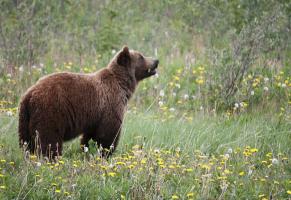 Gospodărie din Cușma, atacată de urs! Incidentul s-a soldat doar cu pagube materiale