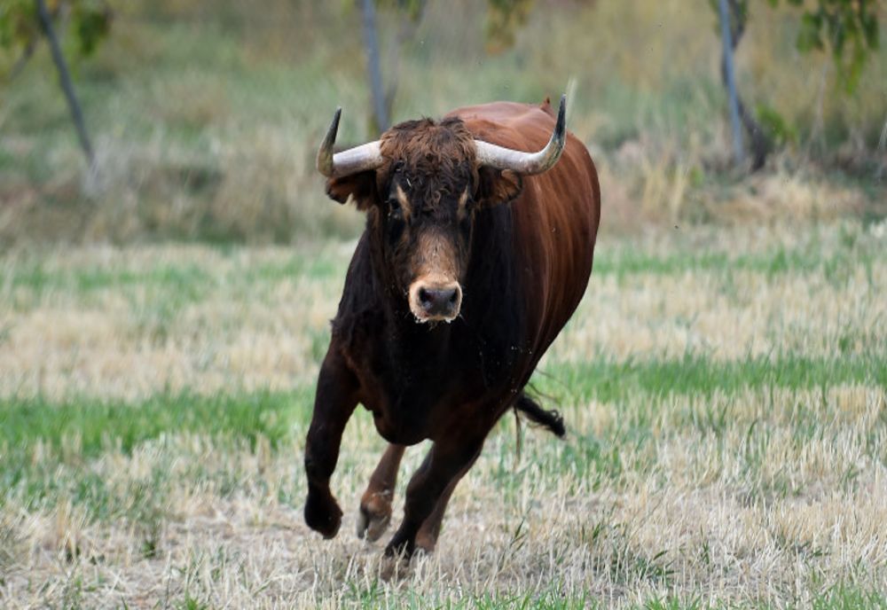 Tânăr decedat, după ce a fost lovit de un taur, în Galații Bistriței