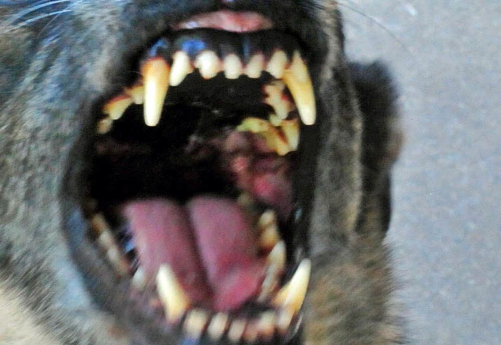 Bătrână din Bistrița-Năsăud, cu mâna sfârtecată de un câine! A fost transportată cu elicopterul SMURD la un spital de specialitate