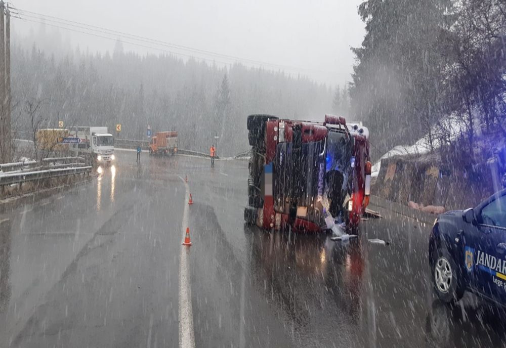 FOTO/VIDEO: TIR încărcat cu peste 600 de porci, răsturnat pe DN 17, în Piatra Fântânele! Șoferul e din Satu Mare și a ajuns la spital