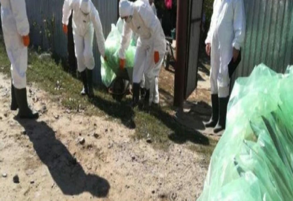 Pesta Porcină Africană confirmată într-o exploatație de porci domestici