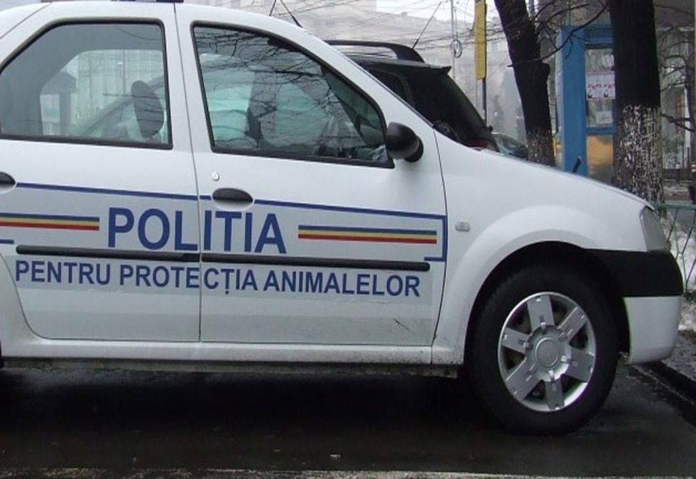 Polițiștii de la Protecția animalelor, în control pe străzile din Bistrița! 9 câini fără stăpân au ajuns la adăpost, iar 6 proprietari de animale au fost amendați