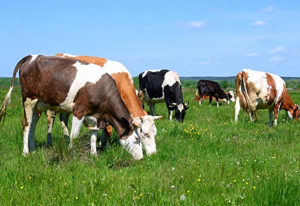 APIA efectuează plata ajutorului de stat în sectorul creșterii animalelor