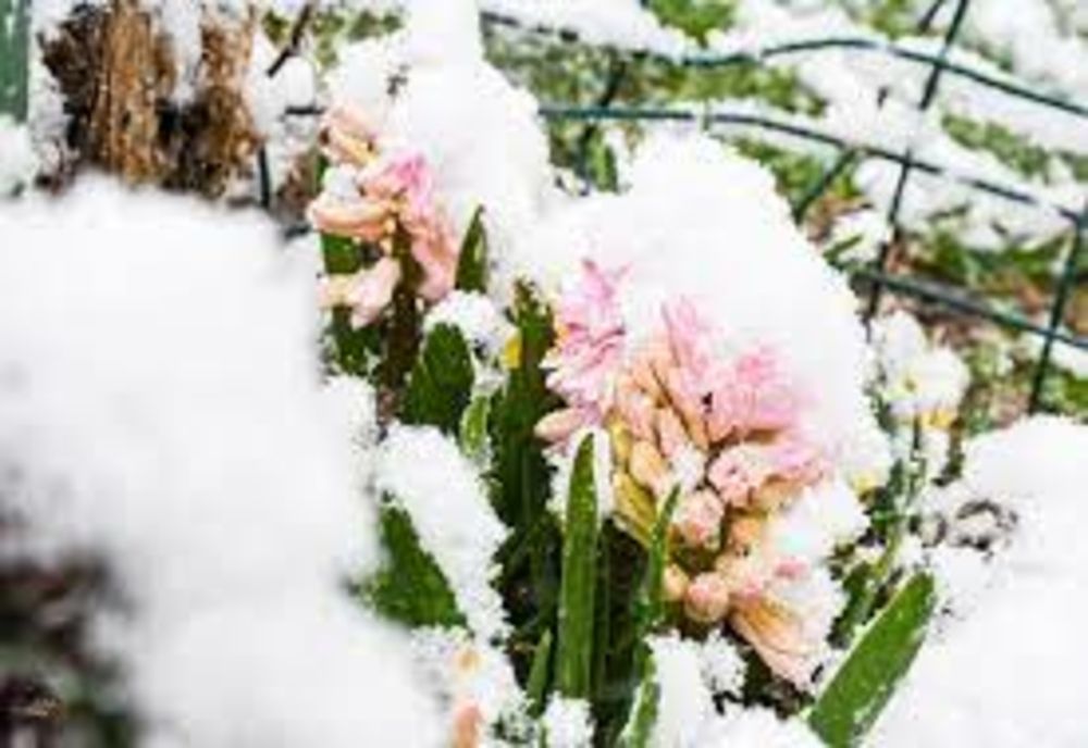 Vremea 4 aprilie - Se întorc ninsorile în multe zone din țară - Vreme deosebit de rece pentru început de aprilie