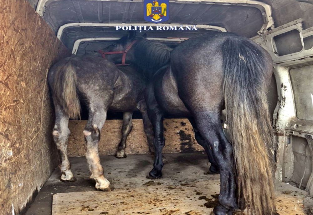 Au furat doi cai și i-au vândut! S-au ales cu dosar penal