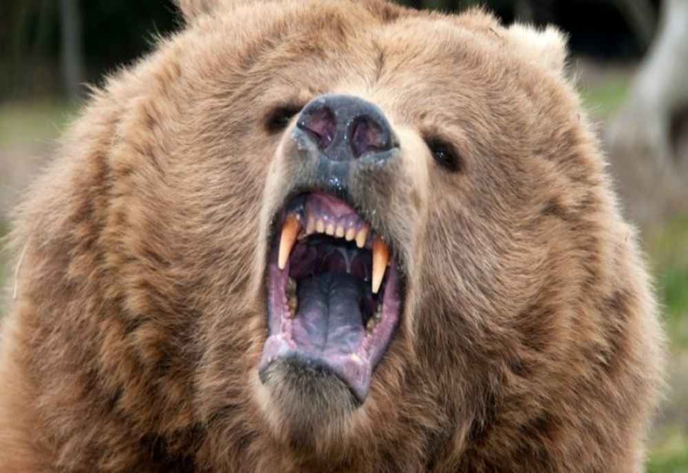 Tânăr din Bistrița-Năsăud mușcat de urs! A fost dus la spital