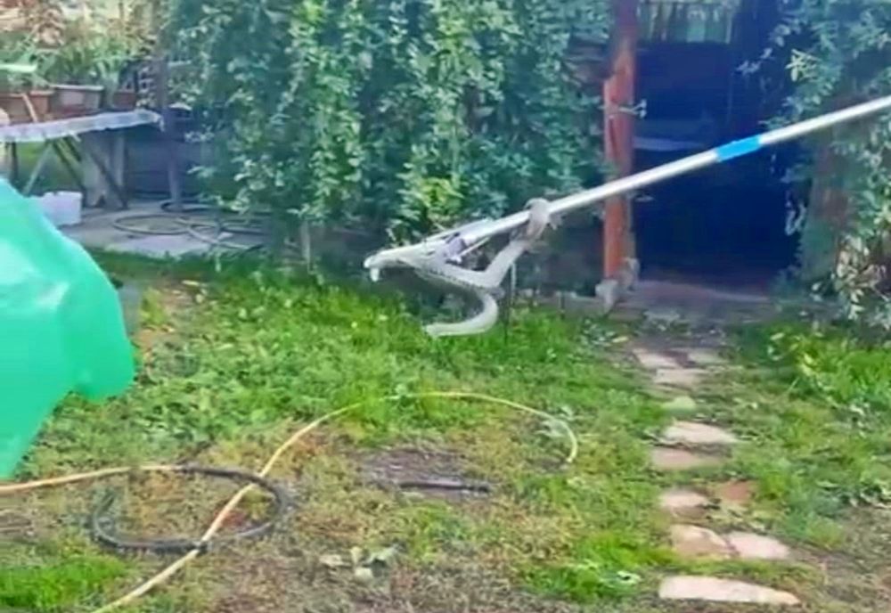 Șarpe de peste un metru, în curtea unei case din Bistrița-Năsăud