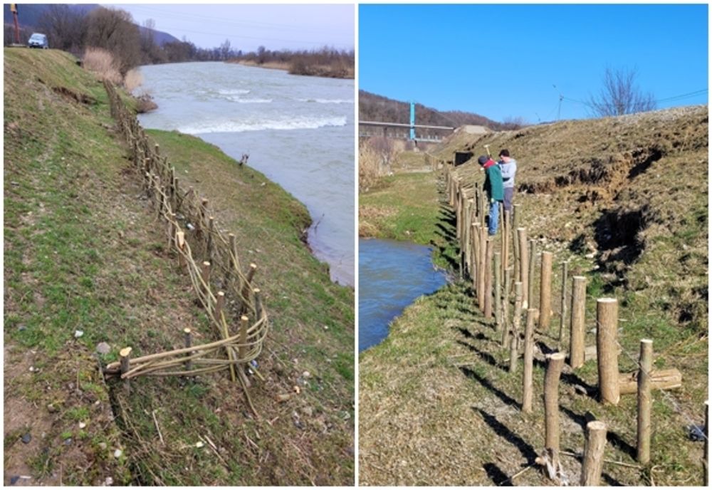 Consolidări vegetative ale malurilor Someșului Mare, alternative "verzi" pentru prevenirea inundațiilor