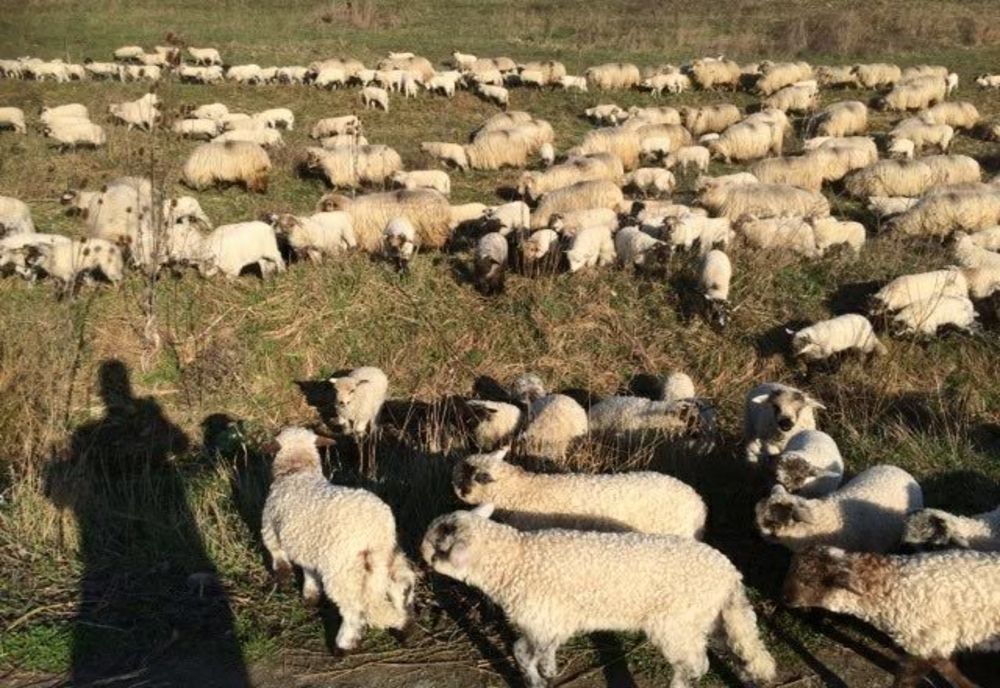 Doi fraţi au murit împreună, la o stână din Bistriţa-Năsăud. Tinerii s-ar fi intoxicat cu monoxid de carbon