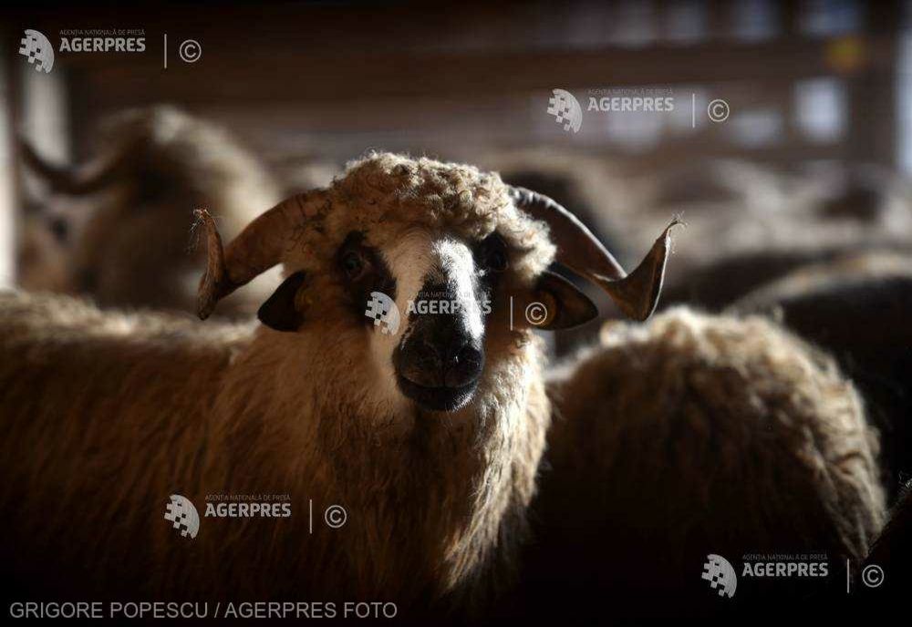 Ciolacu: "Aprobăm reluarea în regim de urgenţă a exporturilor şi tranzitului cu carne şi animale vii în Turcia"