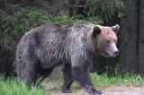 Bovine atacate de urs, la Bichigiu. A fost emis mesaj RO-ALERT