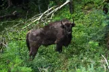 Ipoteza-șocantă în cazul zimbrului descoperit decapitat, la Bistrița