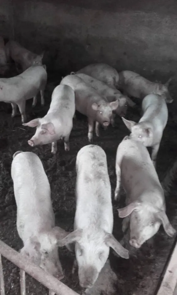 porci