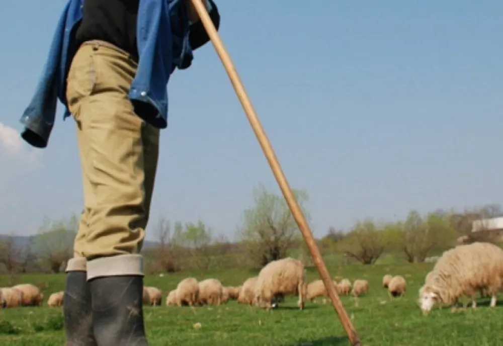 Doi ciobani din Bistrița-Năsăud s-au luat la bătaie! Unul a lovit cu bâta, celalălt cu un briceag. Ambii au ajuns la spital