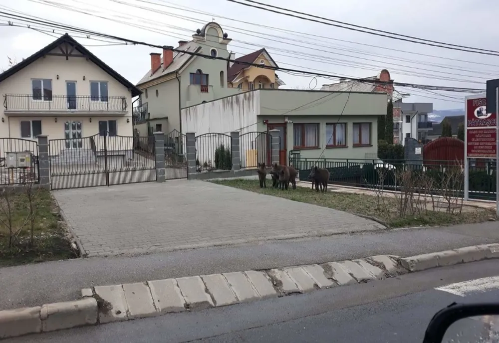 Mistreți, în plină stradă, la Bistrița! De unde au venit