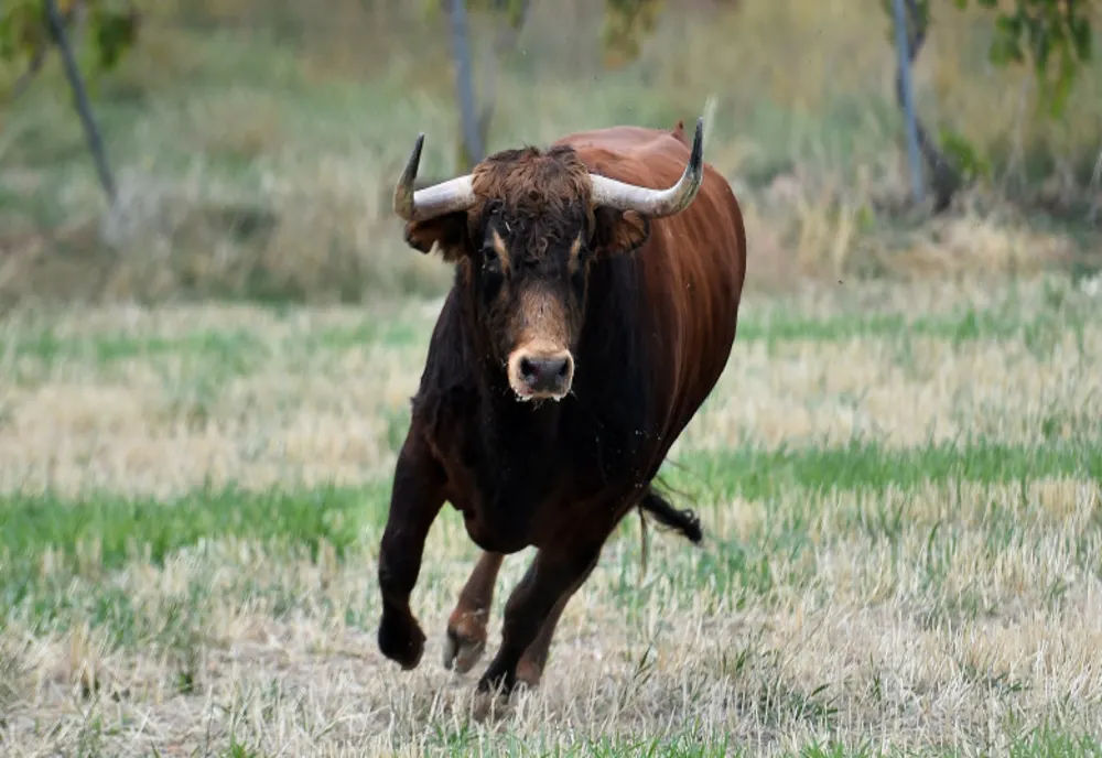 Tânăr decedat, după ce a fost lovit de un taur, în Galații Bistriței