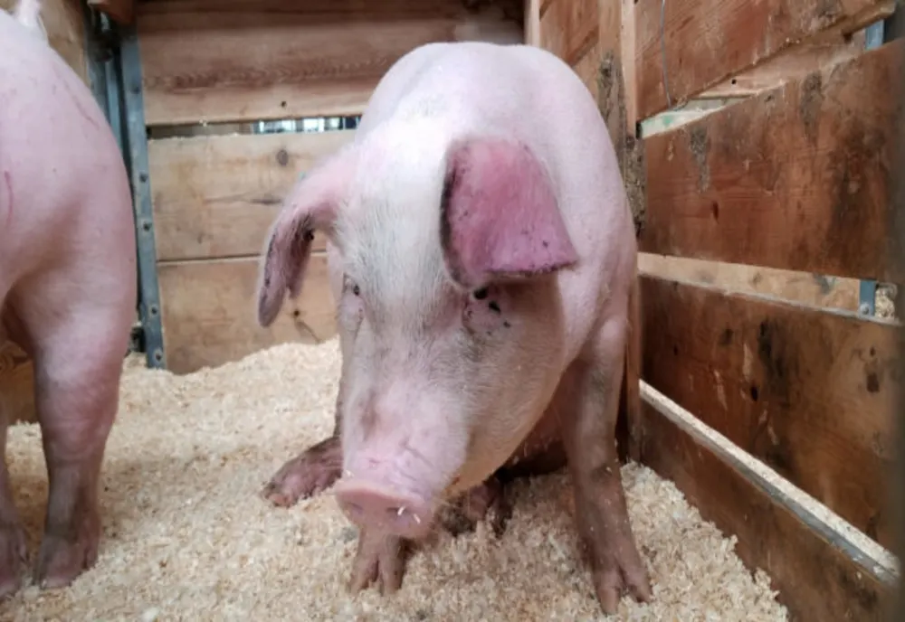Cazuri de pestă porcină africană la porci domestici în localitatea Nușeni
