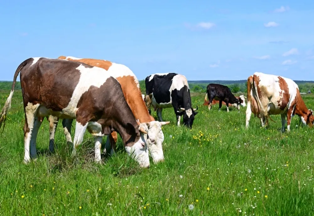 APIA efectuează plata ajutorului de stat în sectorul creșterii animalelor