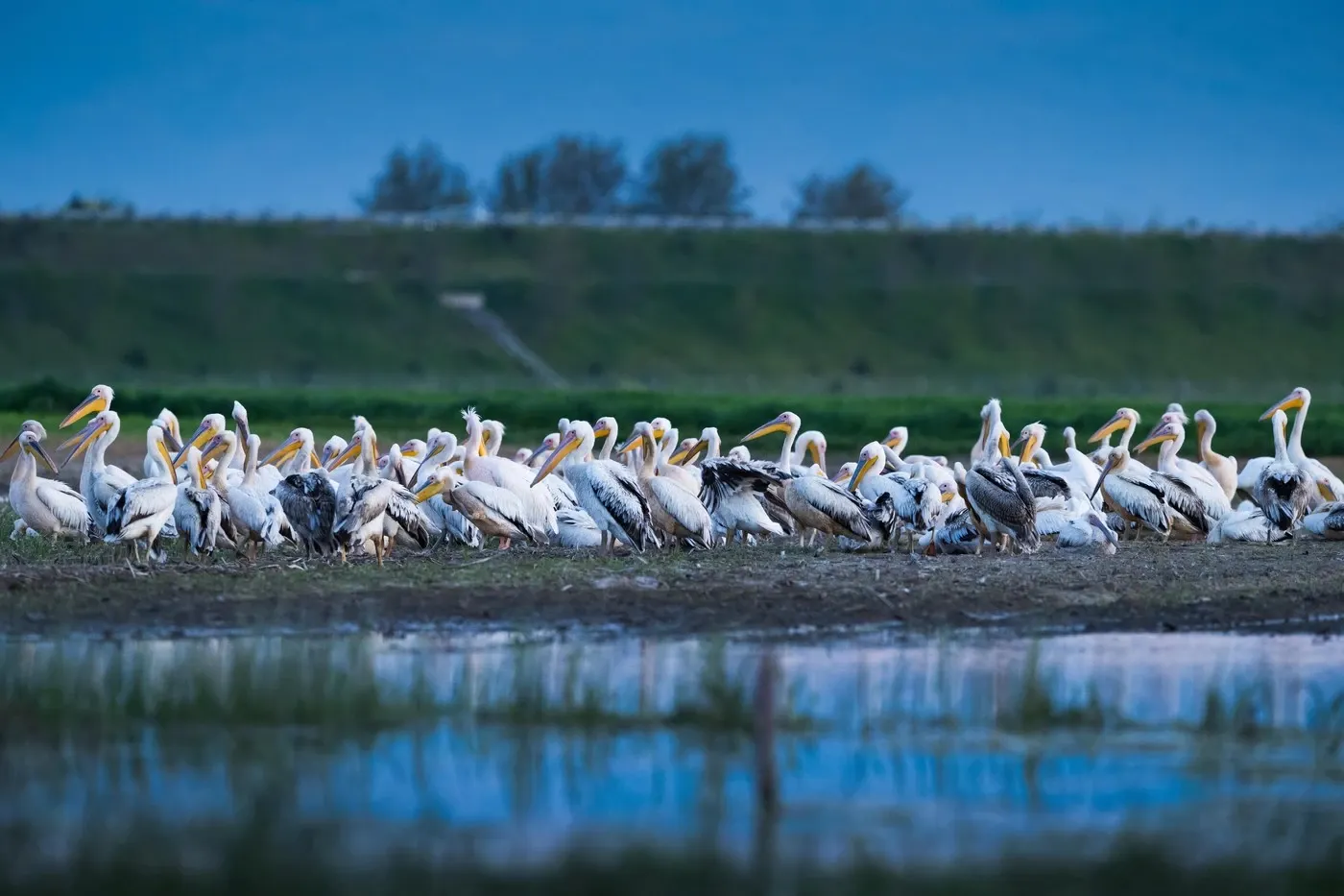 Delta Dunării