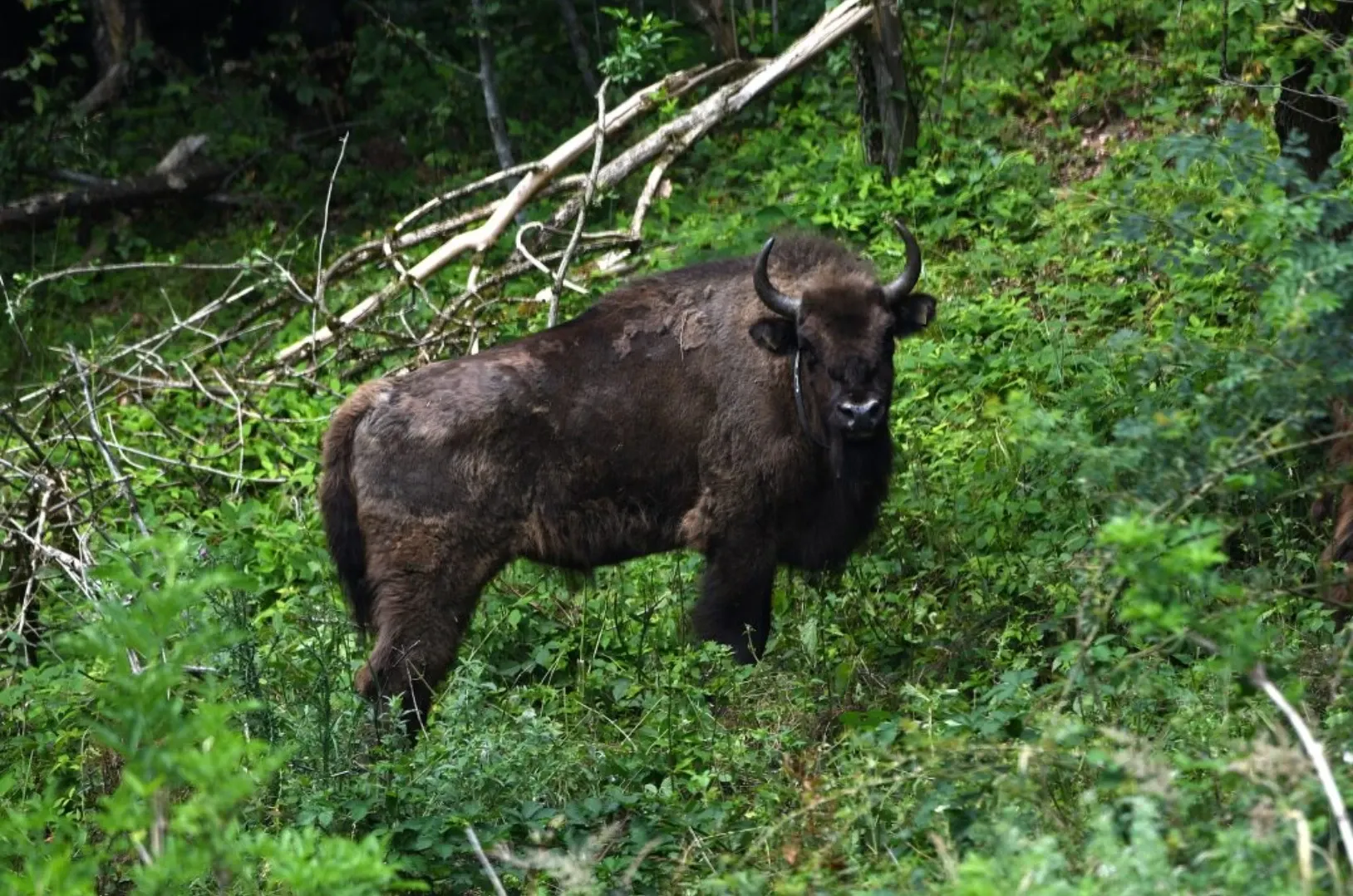 zimbru - wwf romania