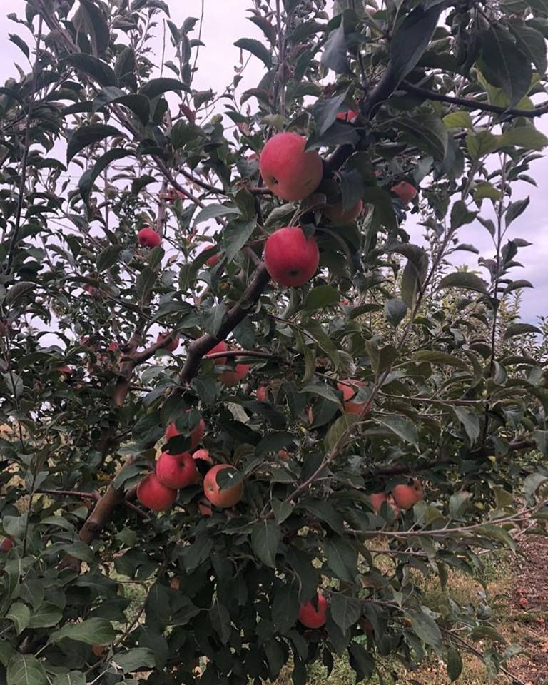 42782792_530948190705389_8301428607796903936_n