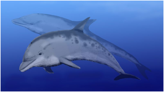 71511928_2156239858009840_2189416659251363840_n