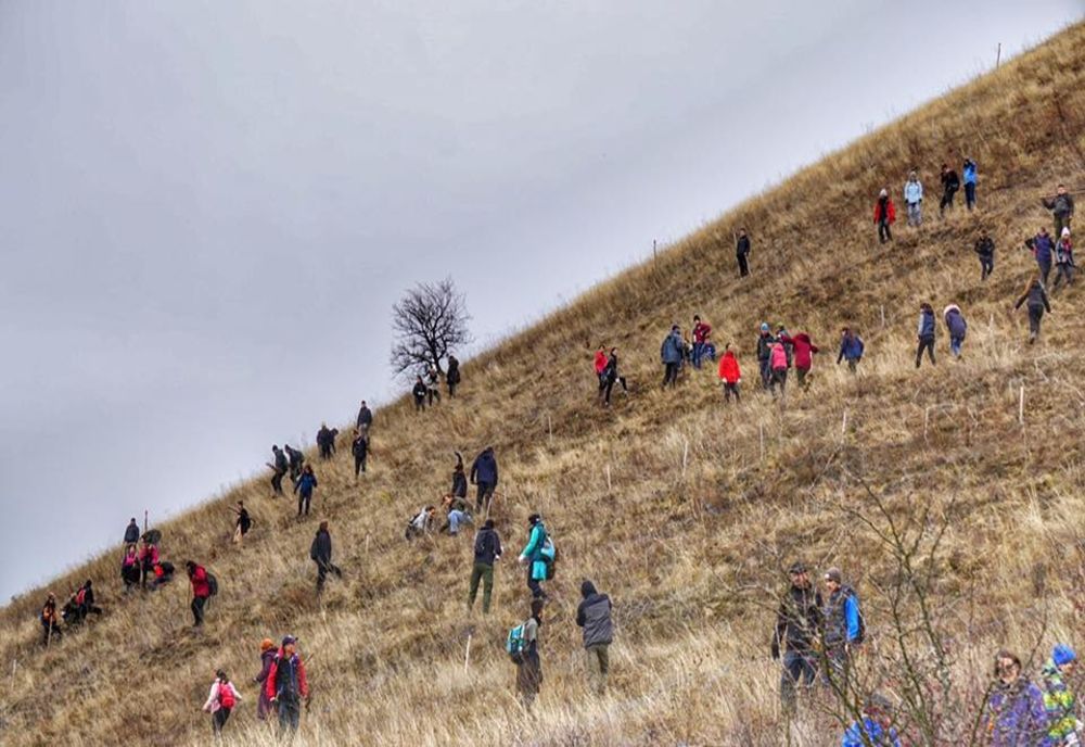Șase sute de voluntari Tășuleasa Social au plantat 22.000 de puieți de gorun la Sânmihaiu 