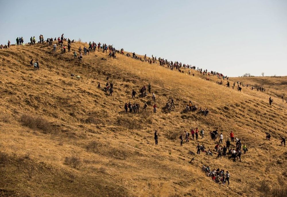 O nouă acțiune de împădurire marca Tășuleasa Social, în Bistrița-Năsăud