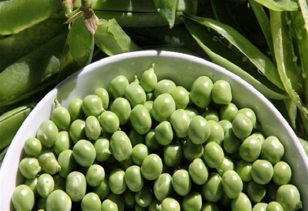 Peste 200 de locuri de muncă la cules de mazăre în Portugalia și Danemarca, prin EURES! Vezi condițiile de angajare și ce salarii se oferă