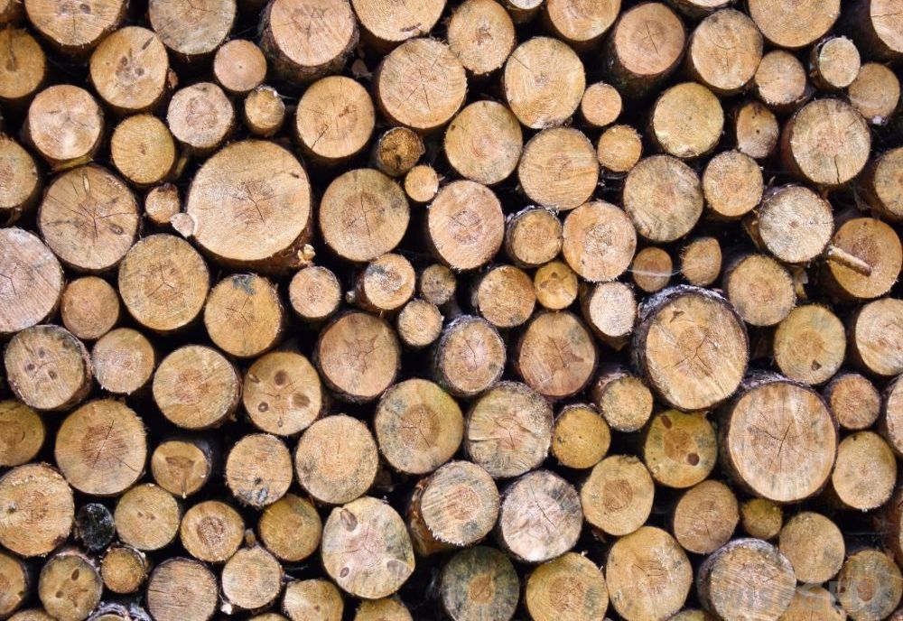 Amenzi de 16.000 lei și lemn confiscat de peste 10.000 lei, în urma unor acțiuni ale polițiștilor pe Valea Bârgăului și Valea Sălăuței