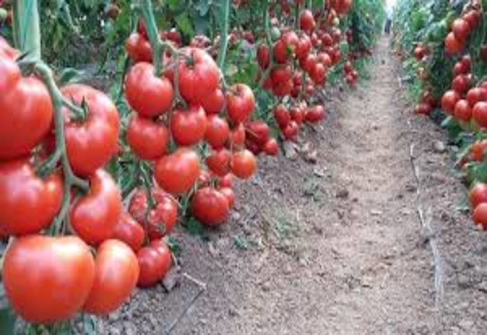 Programul Tomata. Până când se pot înscrie fermierii