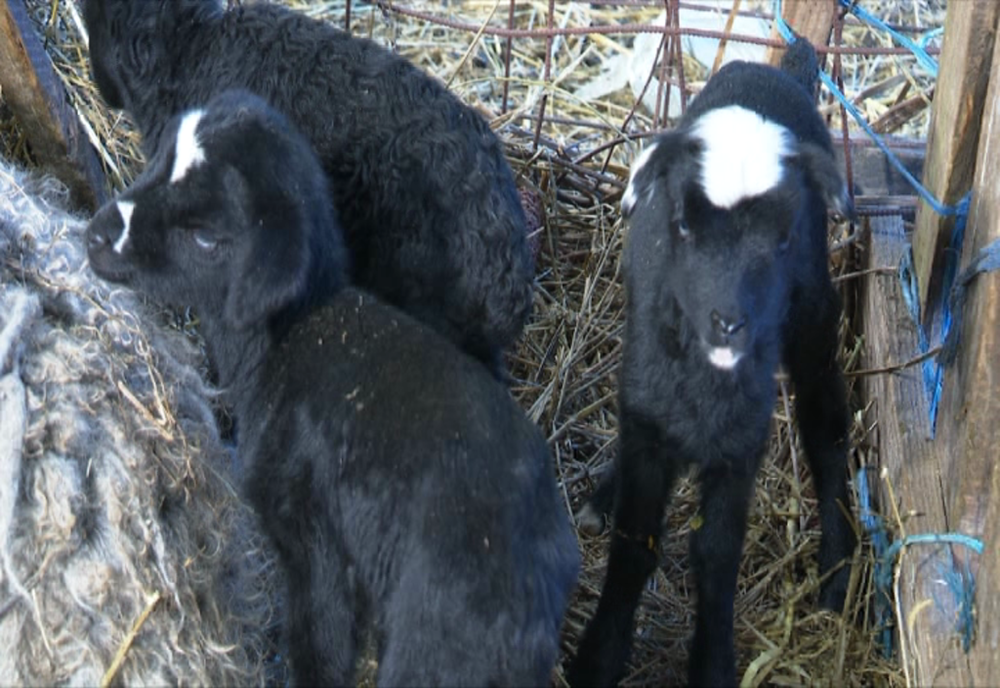 Bărbat arestat după ce a furat o oaie! L-a rănit pe cioban cu un cuţit şi pietre