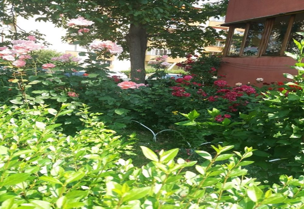 "Bistrița Verde", organizat și anul acesta! Ce premii oferă municipalitatea și de când încep înscrierile