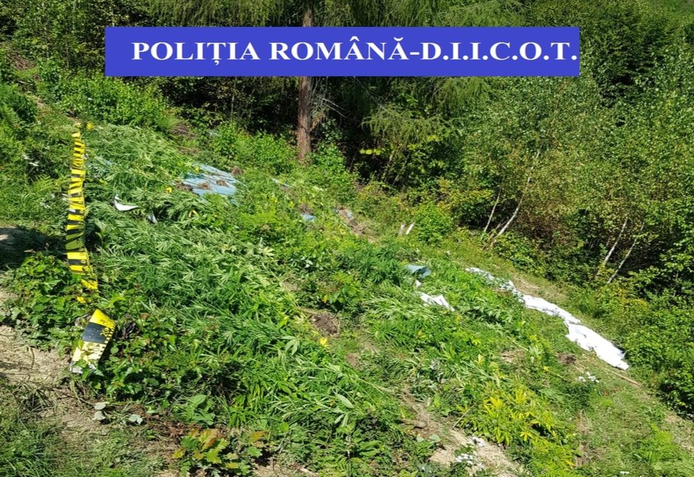 Cultivatori de cannabis de pe Valea Bârgăului, în plasa DIICOT! Ce au descoperit polițiștii la percheziții