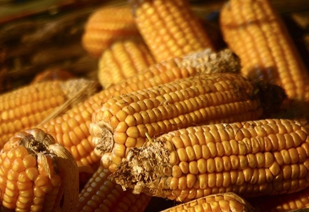 Trei adolescenți din comuna Teaca, acuzați de furt calificat! Au "ușurat" un localnic de 200 kg de porumb