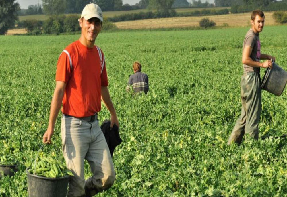 Trei sute de locuri de muncă în Portugalia și Danemarca, la cules de mazăre