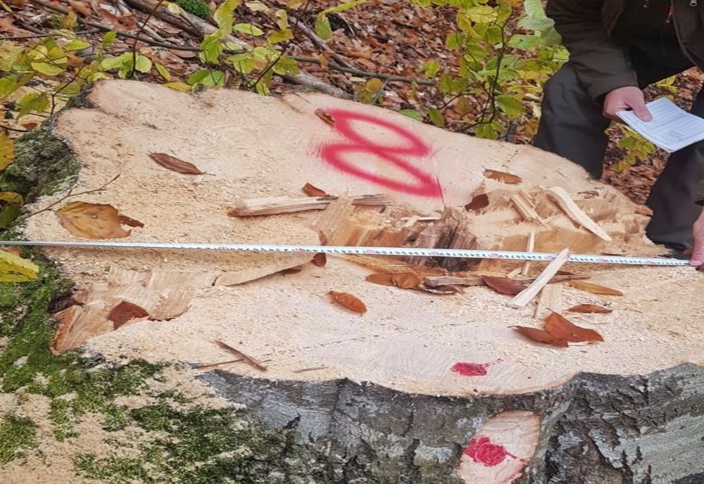 FOTO: Bărbat din Bistrița Bârgăului, prins tăind ilegal arbori dintr-o pădure! Prejudiciul este de circa 14.000 lei
