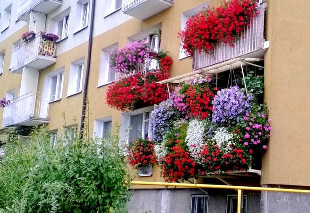 Bistrițenii mai au la dispoziție o săptămână pentru înscrierea în concursul "Bistrița Verde"! Când începe votul on-line