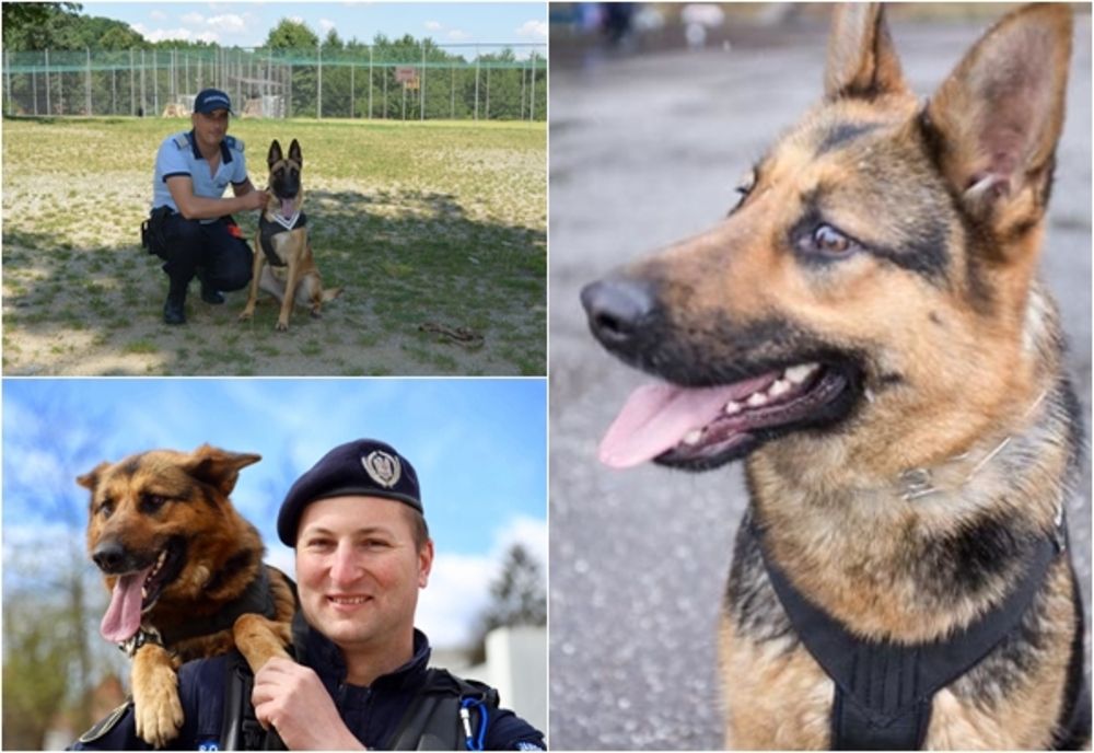 Sașa și Linda, ultimele misiuni alături de jandarmii bistrițeni!