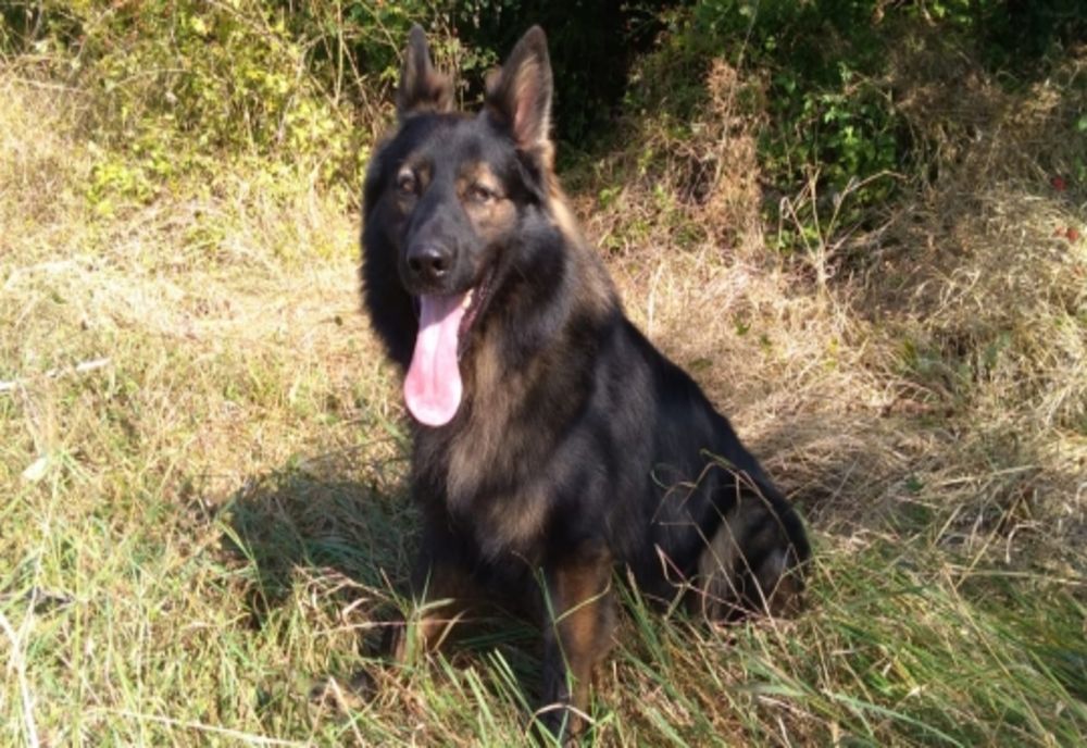 Primăria Bistrița va începe verificări la proprietarii de câini de pe raza municipiului! Câinii fără stăpân, inventariați