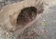 Arborii din zona Școlii Gimnaziale "Mihai Eminescu" din Năsăud, puși la pământ (FOTO)