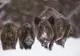 Vlăduț Purja, primarul din comuna Tîrlișua, unde au fost confirmate două cazuri de pestă porcină africană: ”Momentan nu se sacrifică porcii din gospodării!”