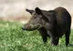Pesta porcină africană a ajuns și în Bistrița-Năsăud. Două cazuri au fost confirmate la porci mistreți