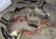 Intervenție specială a pompierilor bistrițeni! Au salvat viața unei căprioare