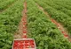 Spaniolii caută să angajeze femei și bărbați în domeniul agricol. Angajatorii sunt dispuși să plătească 6,25 euro brut pentru o oră de muncă